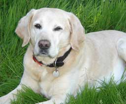 Photo du chien Labrador sable Lino